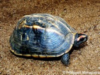26.	Melanochelys tricarinata 